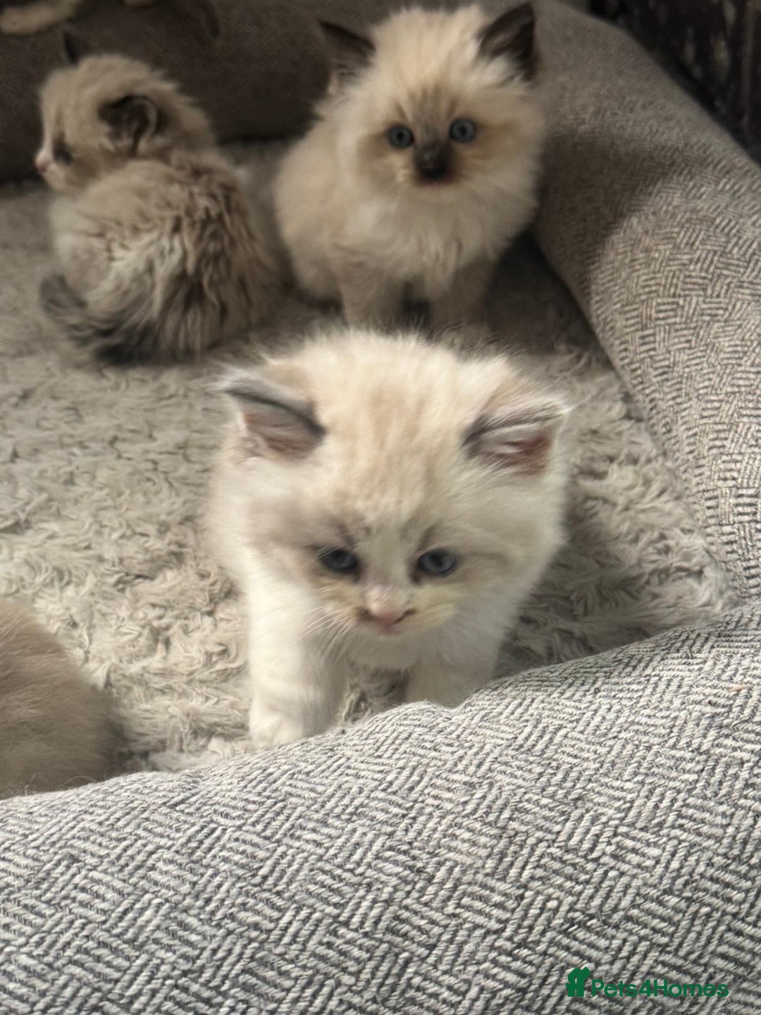 Siberian cats for sale: Ragdoll X Siberian kittens  - Image 7