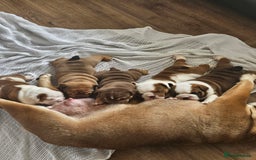 English Bulldog dogs for sale: KC tan and white girl - Image 3