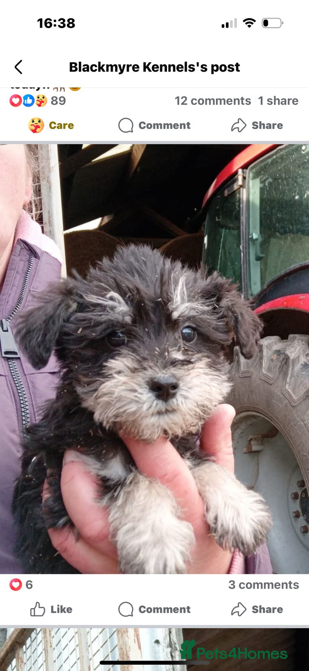 Mixed Breed dogs for sale: Schnoodle pups - Advert 2