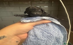 Poochon dogs for sale: Beautiful Poochon Pups Home Bred second litter - Advert 9