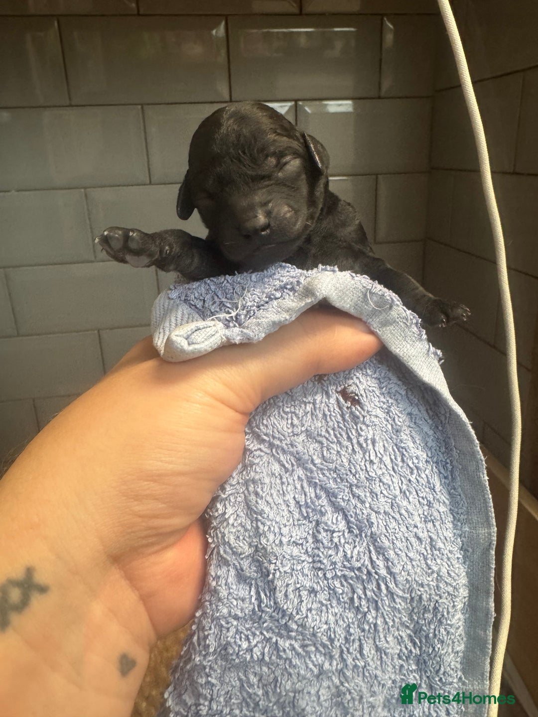 Poochon dogs for sale: Beautiful Poochon Pups Home Bred second litter - Advert 9