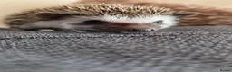 Pygmy Hedgehog rodents for sale: Little girl ready to move from June - Advert 2