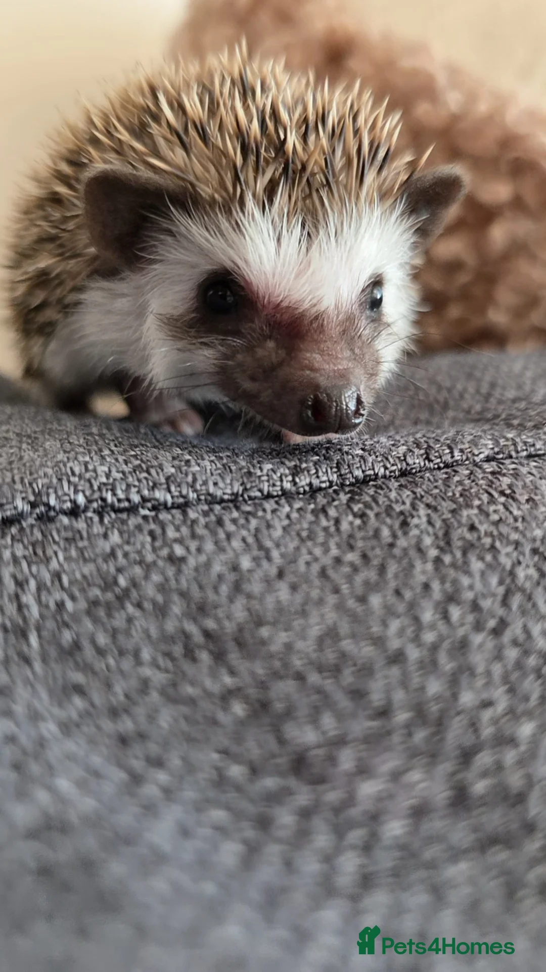 Pygmy Hedgehog rodents for sale: Little girl ready to move from June - Advert 2
