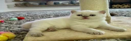 British Shorthair cats for sale: 🐾💙Beautifully Stunning GCCF BSH Kittens💙🐾 - Advert 20