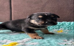 English Bulldog dogs for sale:  Bulldog puppy’s  - Image 13