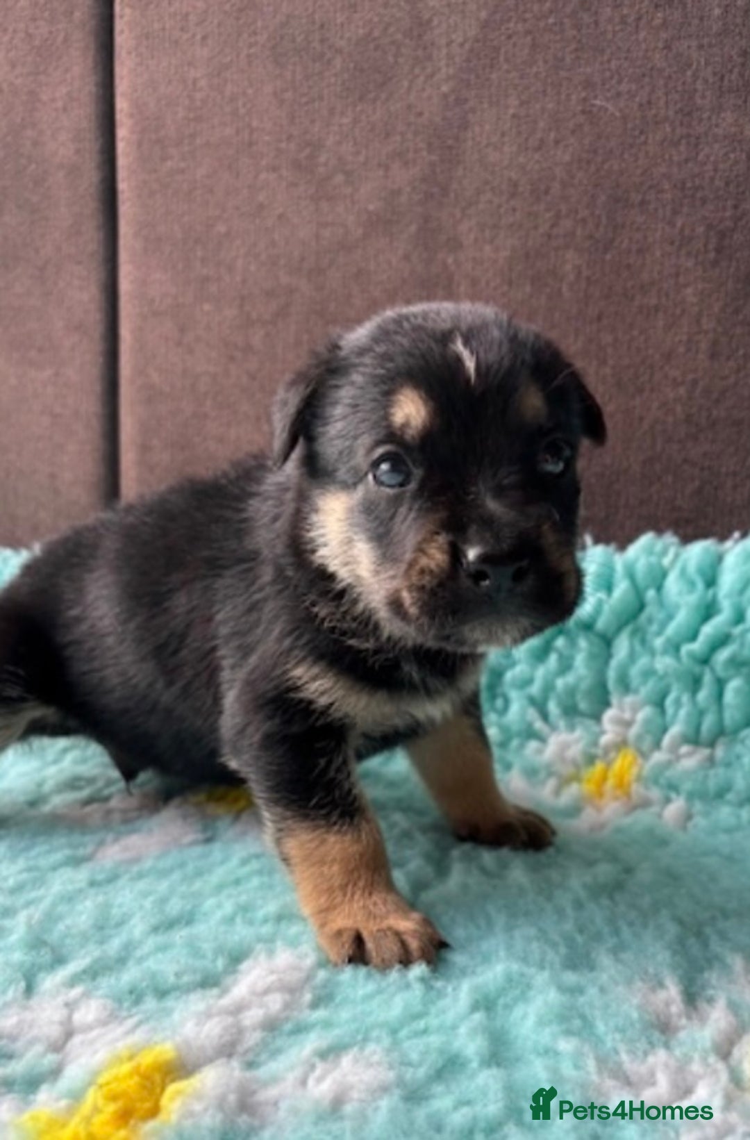 English Bulldog dogs for sale:  Bulldog puppy’s  - Image 13