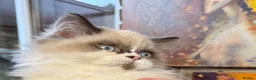 Selkirk Rex cats for sale: Two kittens left  - Advert 13