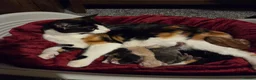 Mixed Breed cats for sale: Kittens for sale in Northwich - Advert 1