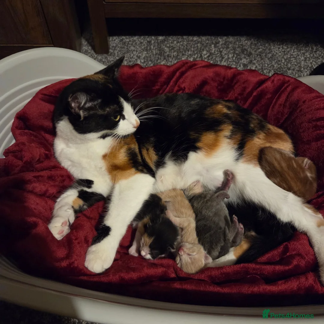 Mixed Breed cats for sale: Kittens for sale in Northwich - Advert 1