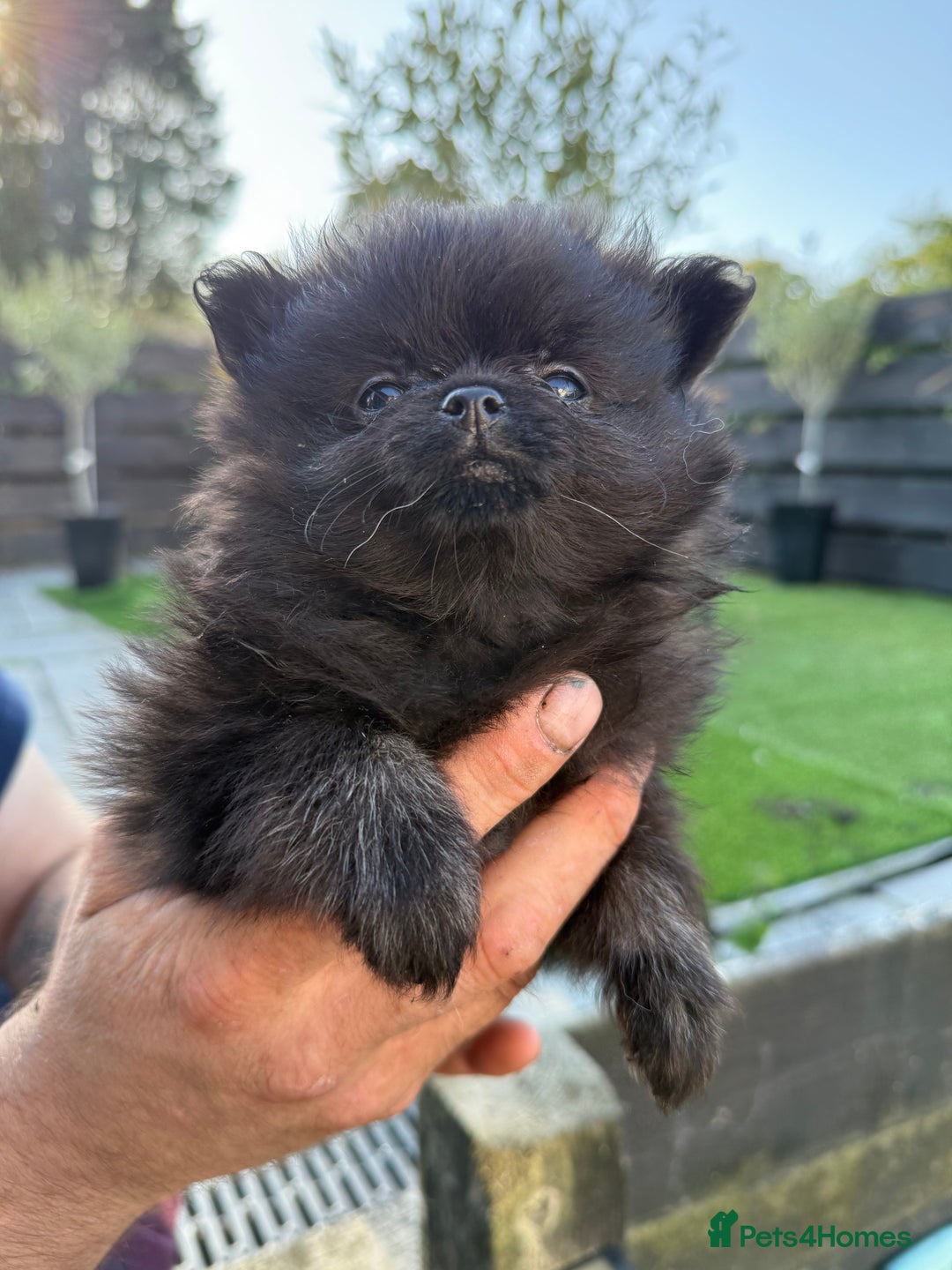 Pomeranian dogs for sale: Pomeranian puppy’s  - Image 5