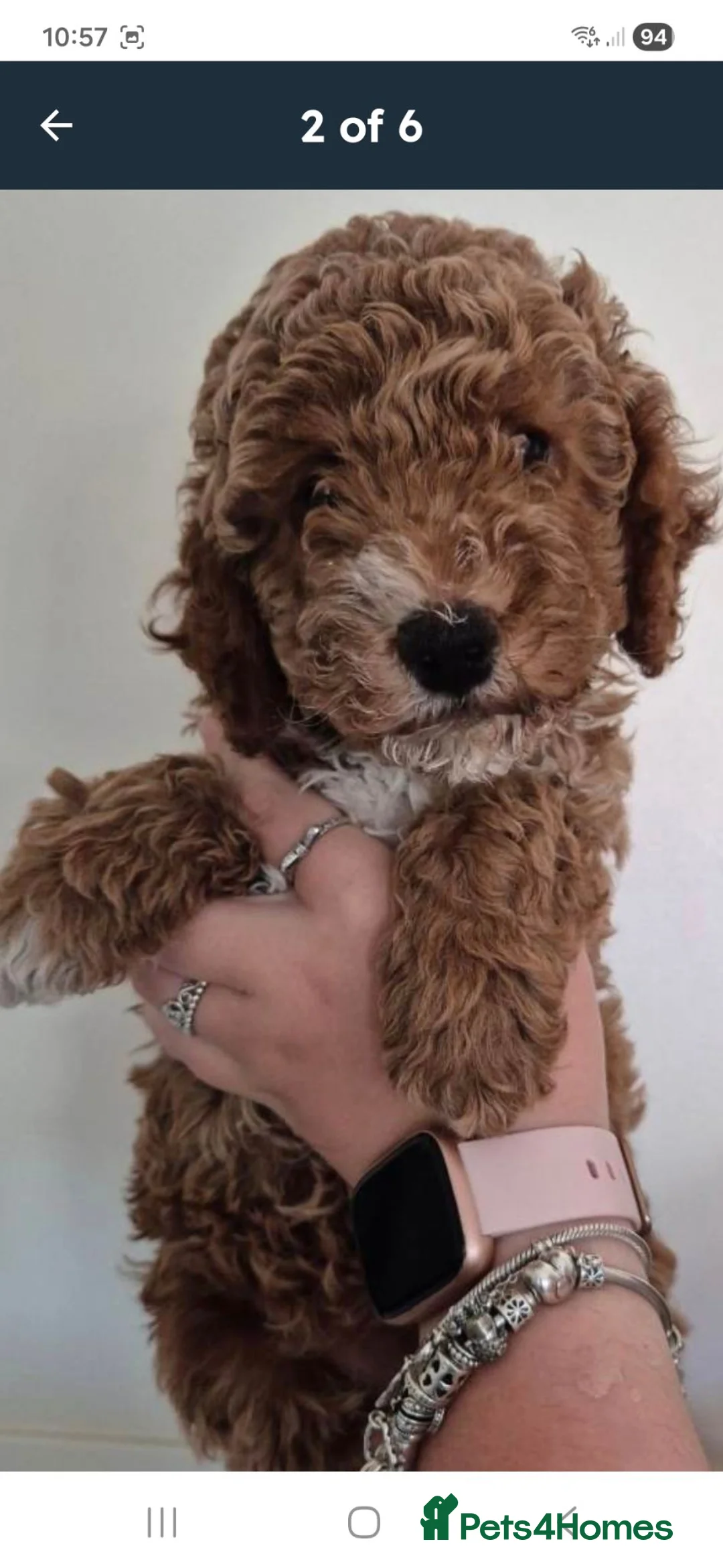 Cockapoo dogs for sale: 2 female cockerpoo's in Southampton - Advert 3