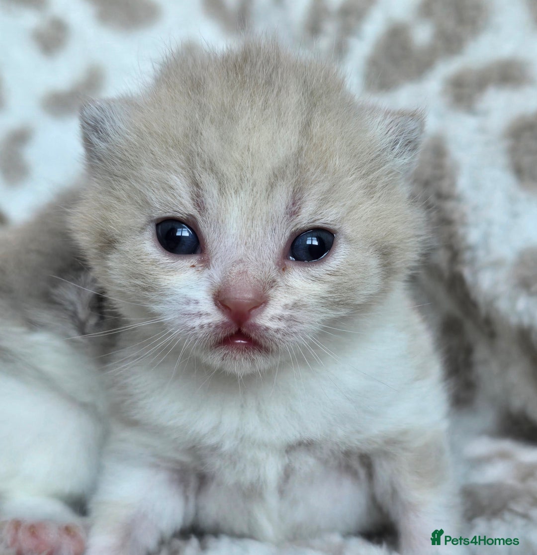 British Shorthair cats for sale: 1 BOY LEFT TICA reg BSH and BLH kittens - Advert 30