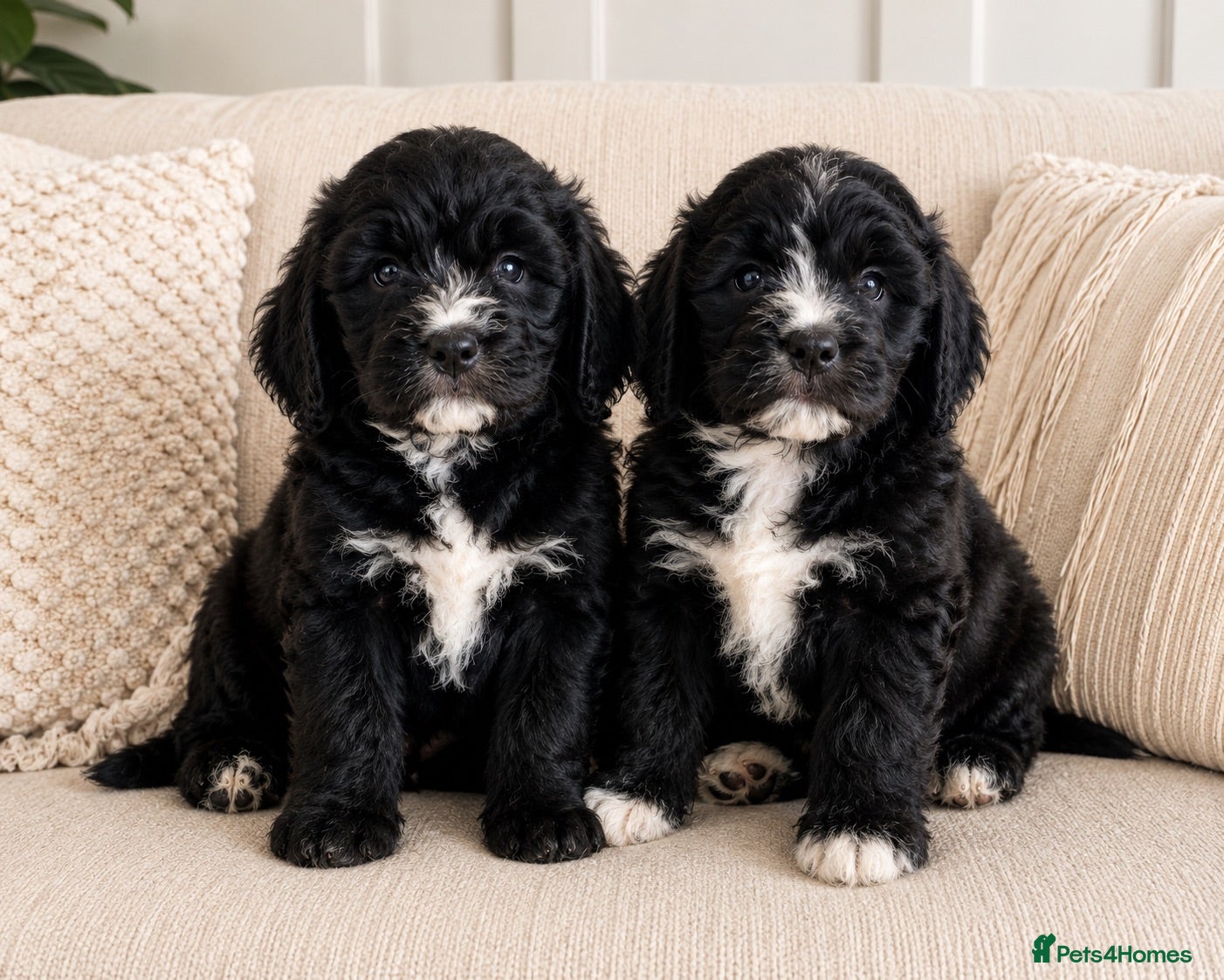 Saint Berdoodle dogs REDUCED AS READY..St Bernadoodle pups - Advert 1
