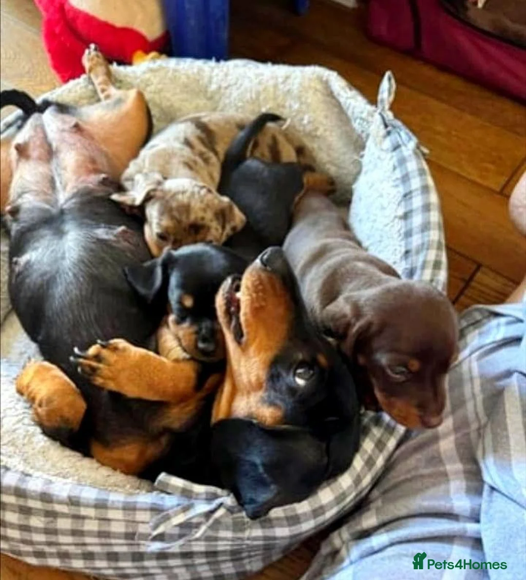 Miniature Dachshund dogs for sale: Lovely miniature dachshund puppies in Oxford - Advert 9