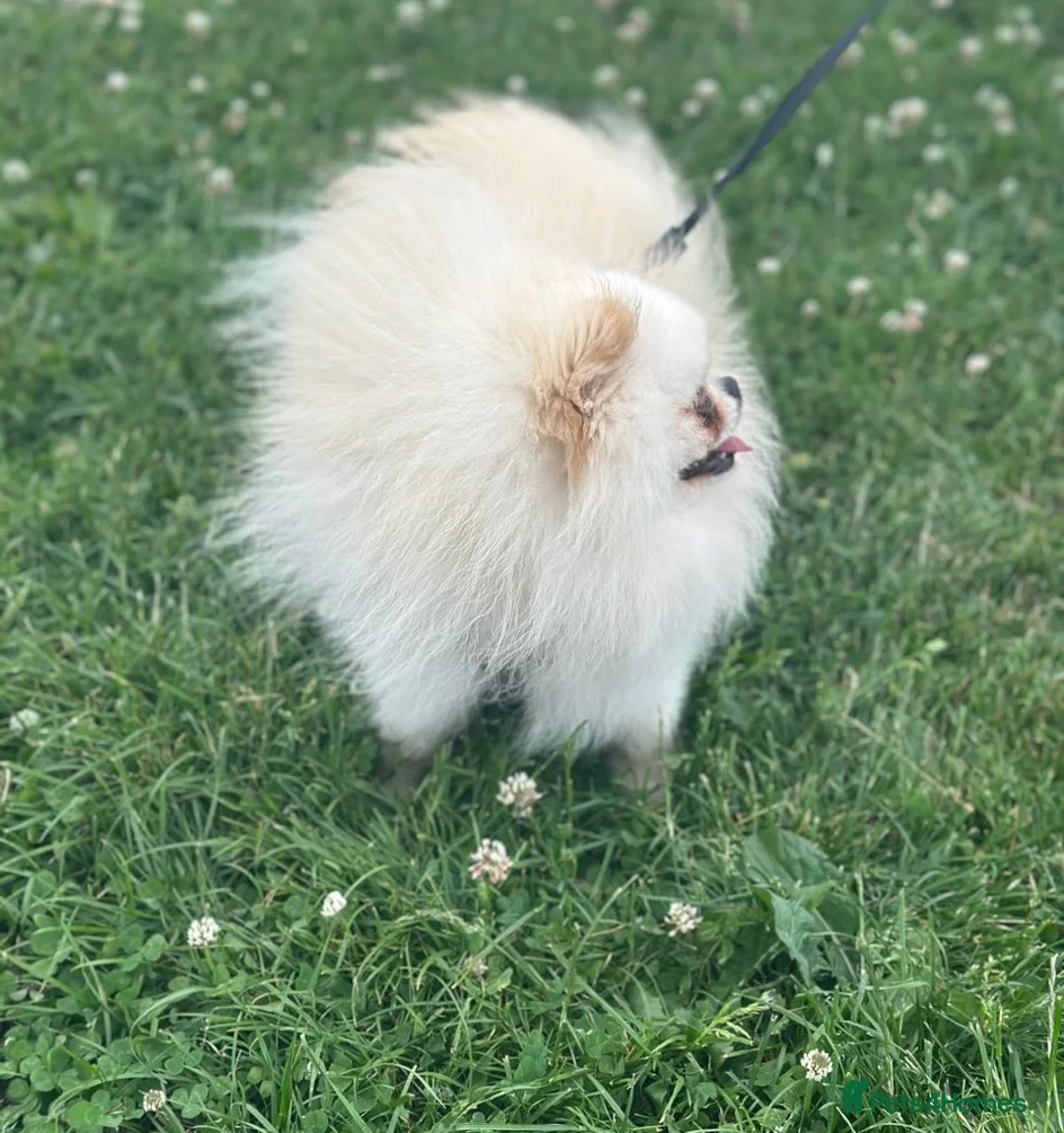Pomeranian dogs for stud: Tiny White/cream Teddy Pomeranian stud  - Advert 3