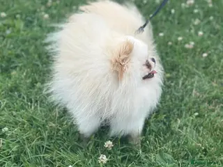 Pomeranian dogs Tiny White/cream Teddy Pomeranian stud - Advert 1
