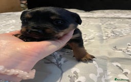 Mixed Breed dogs for sale: Sprollies - Image 3