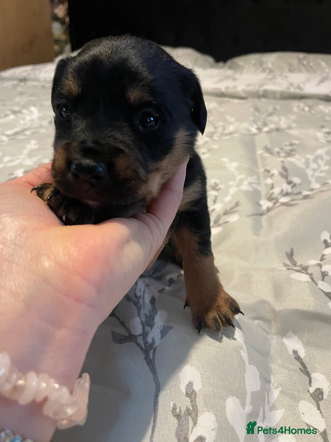 Mixed Breed dogs for sale: Sprollies - Image 3