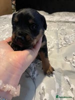 Mixed Breed dogs - Advert 10