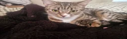 Mixed Breed cats for sale: 2 tabby girls and 1 ginger tabby boy kittens  in Abergele - Advert 6