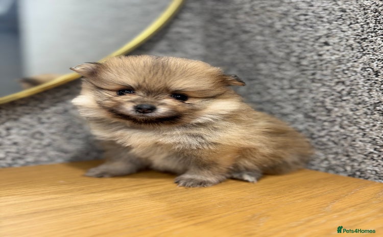 Pomeranian dogs KC registered Pomeranian puppies - Advert 7