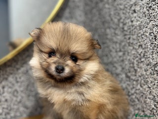 Pomeranian dogs KC registered Pomeranian puppies - Advert 15