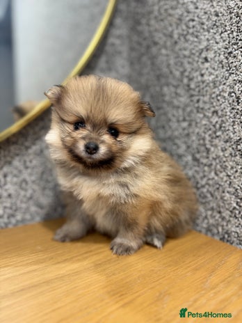 Pomeranian dogs KC registered Pomeranian puppies - Advert 11