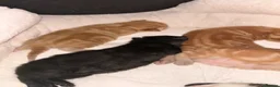Domestic Shorthair cats for sale: 3 gorgeous Ginger Boys and one Black - Advert 7