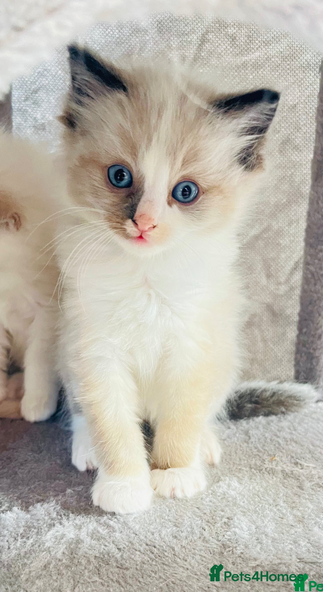 Ragdoll cats for sale: Male ragdoll  - Advert 2