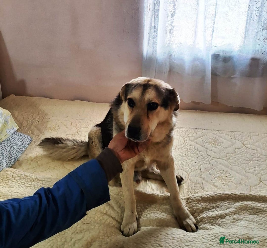Mixed Breed dogs for adoption: Oldie but Goldie MAX needs a Loving Home - Advert 21
