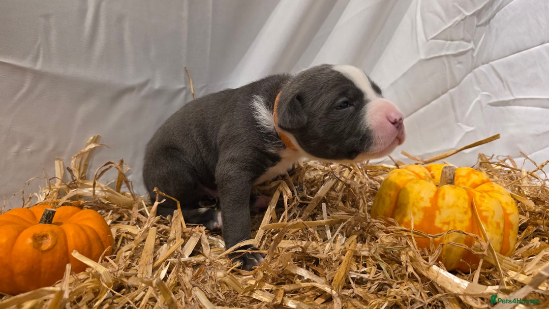 Mixed Breed dogs for sale: 12 beautiful puppies - Image 11