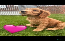 Cockapoo dogs for sale: 💙 7 stunning cockapoo puppies for sale 🩷 - Image 4