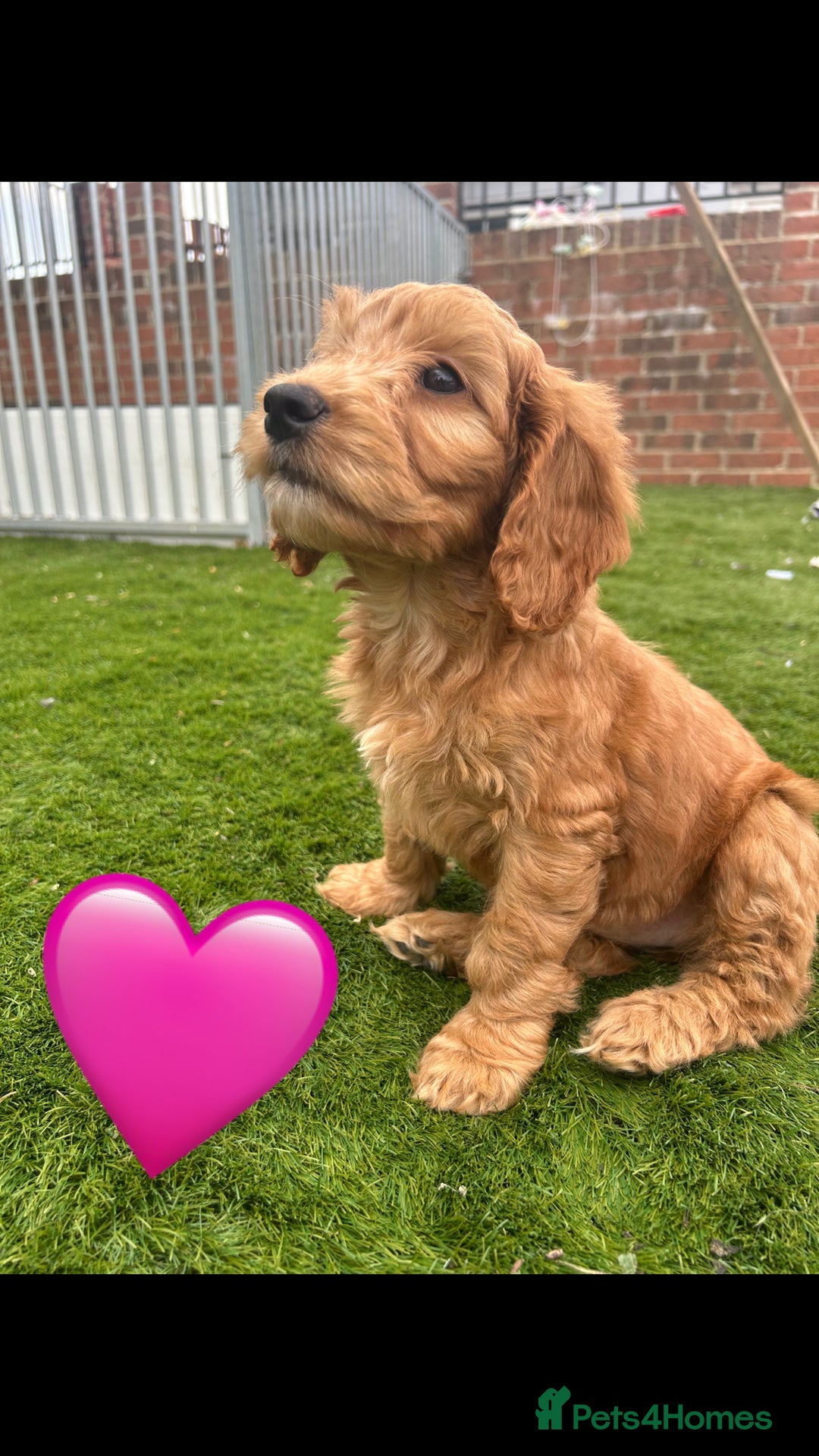 Cockapoo dogs for sale: 💙 7 stunning cockapoo puppies for sale 🩷 - Image 4