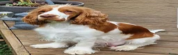 Cockapoo dogs for sale: Beautiful Cockapoo puppies x8 5 boys & 3 girls - Advert 10