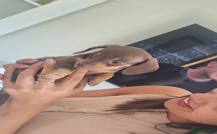 Dachshund dogs - Advert 1