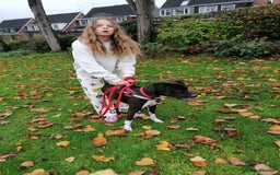 Mixed Breed dogs for adoption: 💙STEVIE-HANDSOME DALMATIAN CROSS BOY 💙 - Advert 8