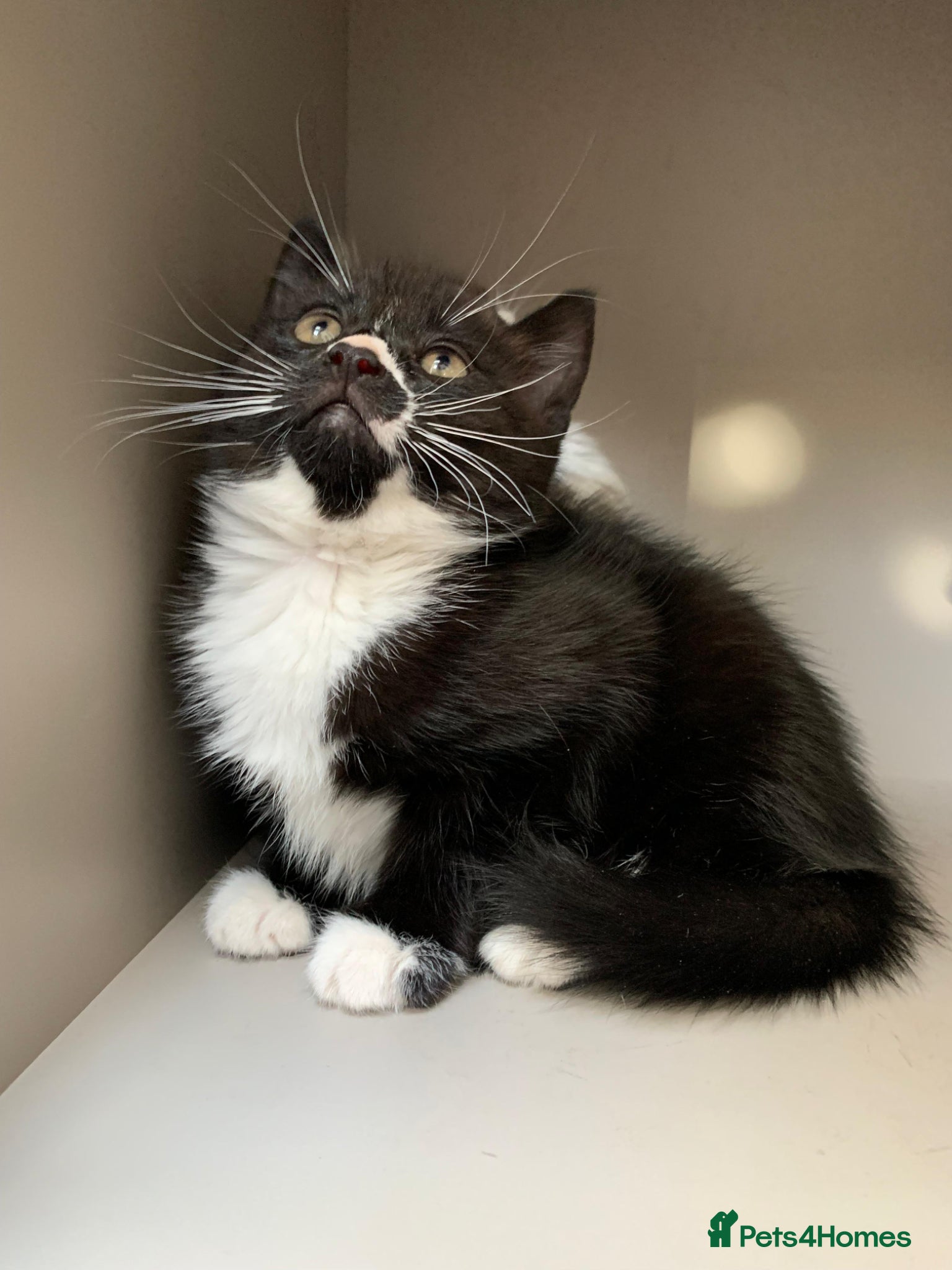 Mixed Breed cats Tuxedo kitten - Advert 4