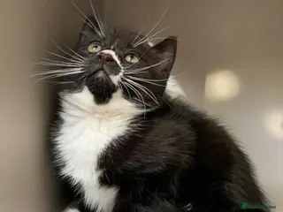 Mixed Breed cats Tuxedo kitten - Advert 6