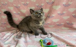 British Shorthair cats for sale: LAST 2 GCCF BSH Kittens – Ready NOW!! in Slough - Image 35