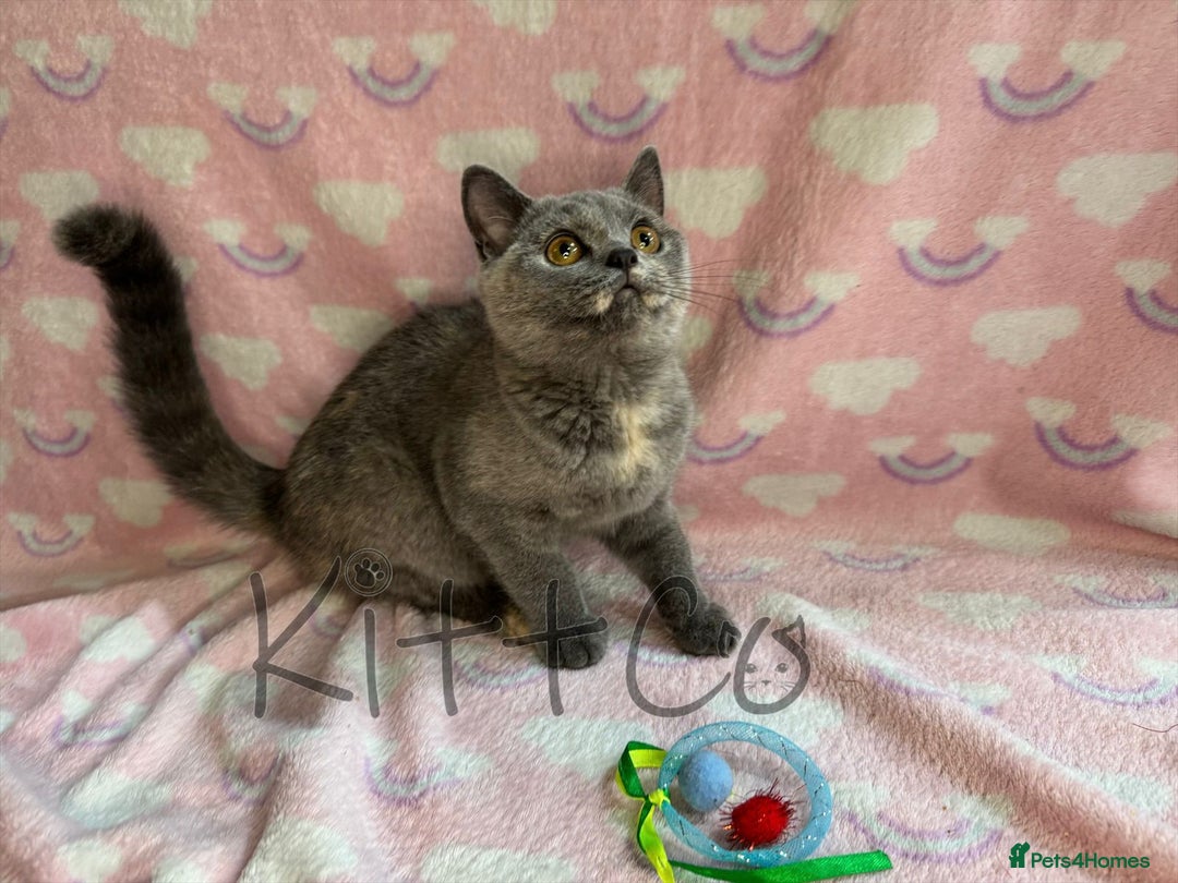 British Shorthair cats for sale: LAST 2 GCCF BSH Kittens – Ready NOW!! in Slough - Image 35