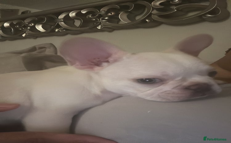 French Bulldog dogs - Advert 11