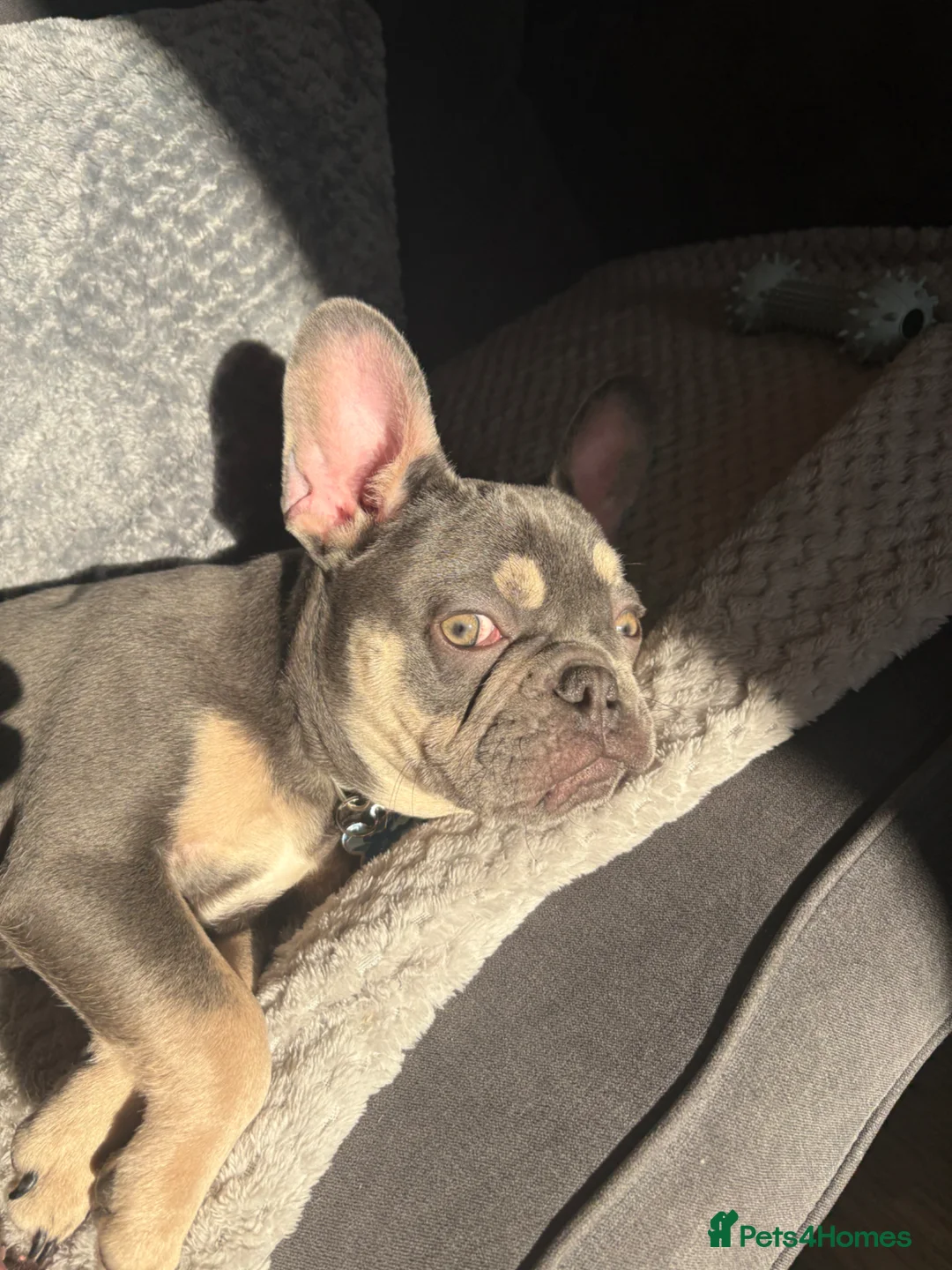 French Bulldog dogs for sale: Male French bull dog - Advert 1