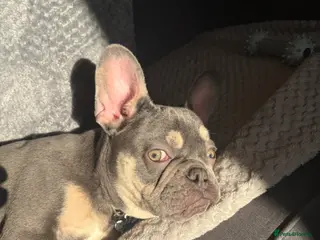 French Bulldog dogs Male French bull dog - Advert 13