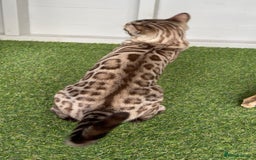 Bengal cats for sale: Stunning Mink Female Bengal TICA Reg - Image 2