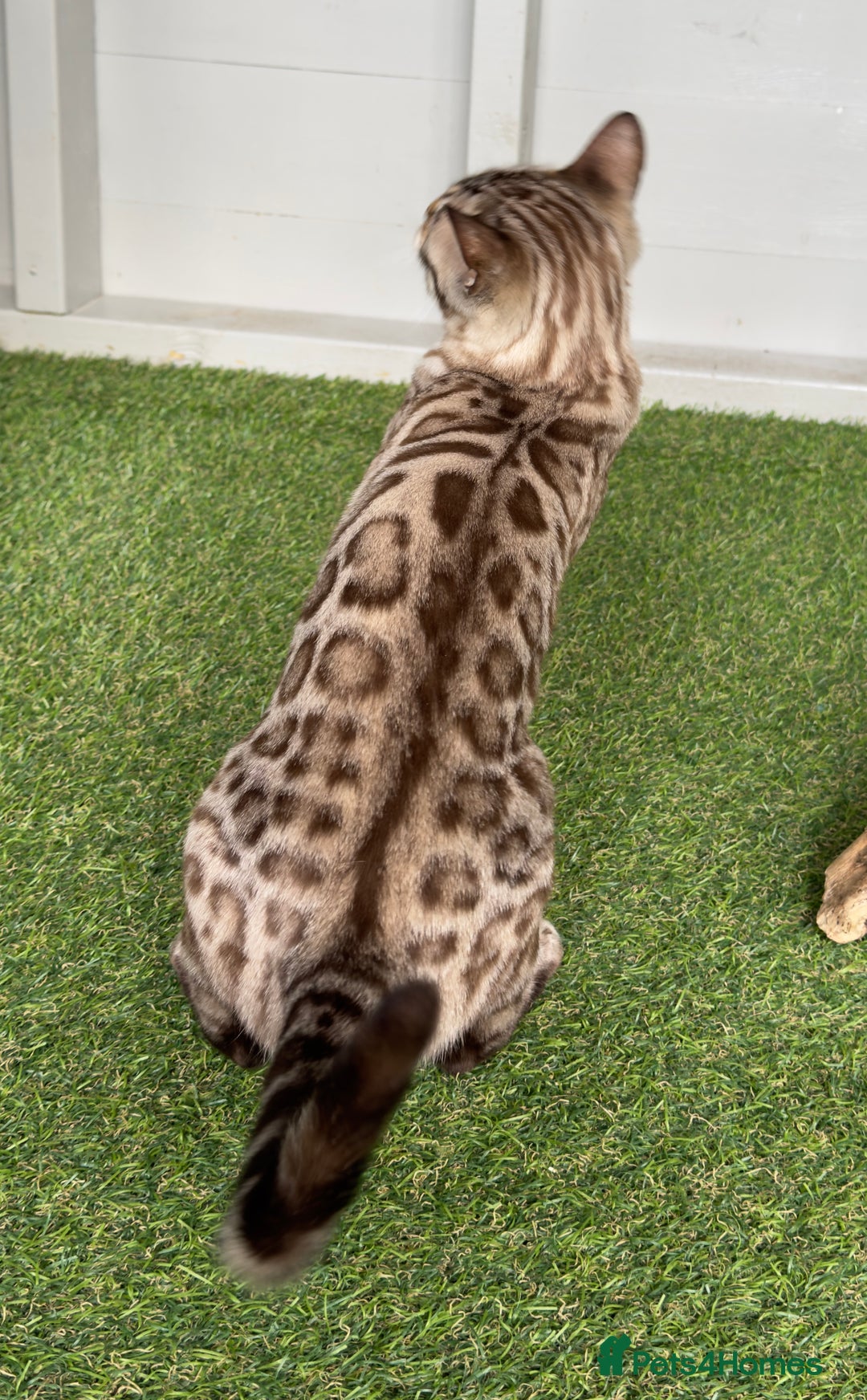 Bengal cats for sale: Stunning Mink Female Bengal TICA Reg - Image 2
