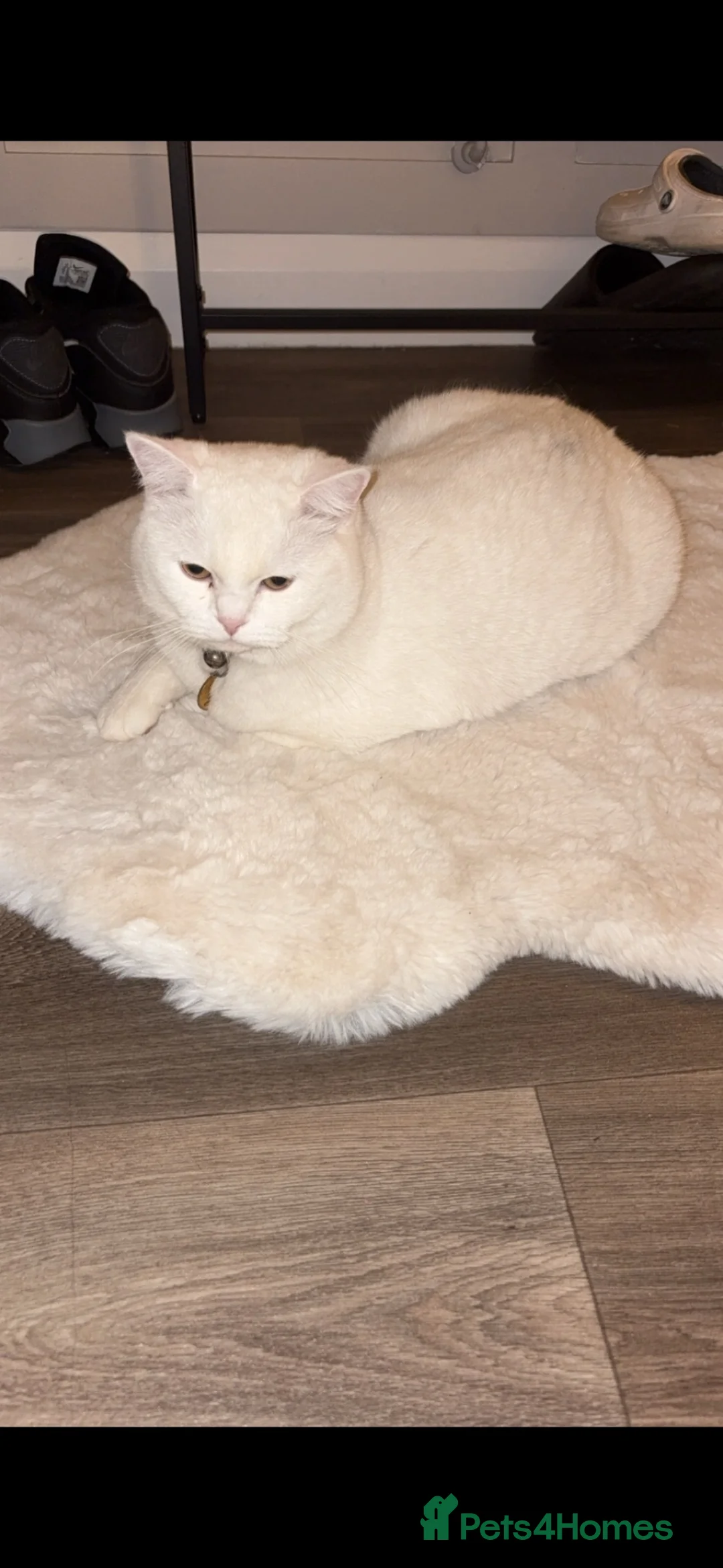 British Shorthair cats for sale: White British shorthaired male  - Advert 2