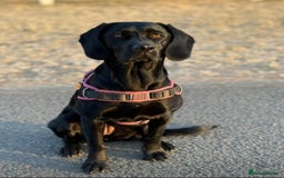 Cockerdor dogs for sale: 🐾FULL HEALTH TESTED BLACK COCKERDORS FOR SALE🐾 in Market Drayton - Image 19