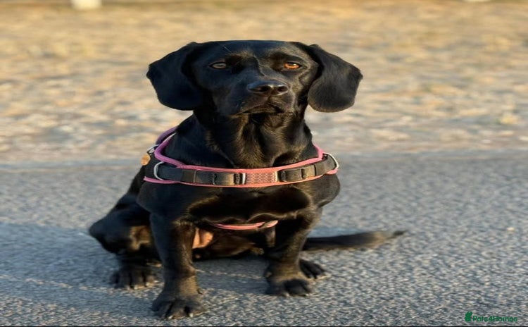Cockerdor dogs in Market Drayton - Advert 2