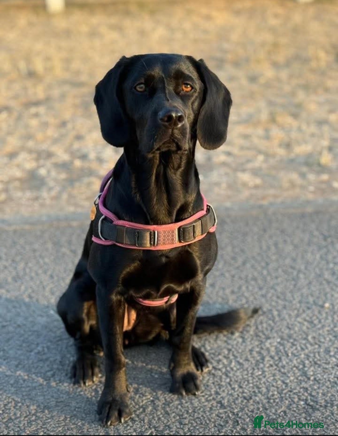 Cockerdor dogs for sale: 🐾FULL HEALTH TESTED BLACK COCKERDORS FOR SALE🐾 in Market Drayton - Image 19