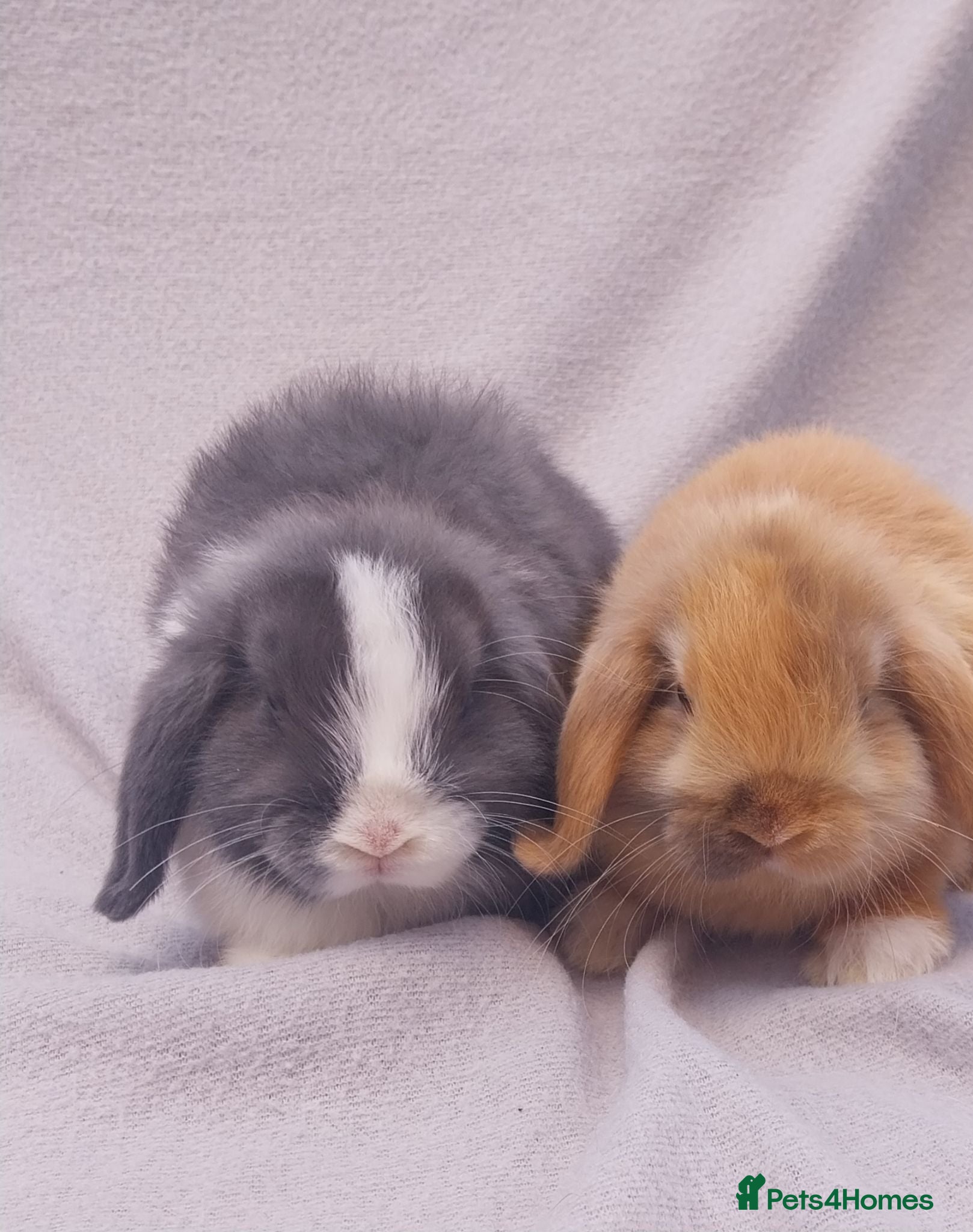Mini Lop rabbits Baby Mini Lops - Advert 4